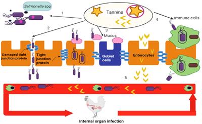 Phytochemicals: potential alternative strategy to fight Salmonella enterica serovar Typhimurium